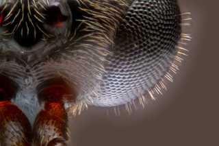 Illustration for article titled Fotografías macroscópicas tan nítidas que parecen irreales